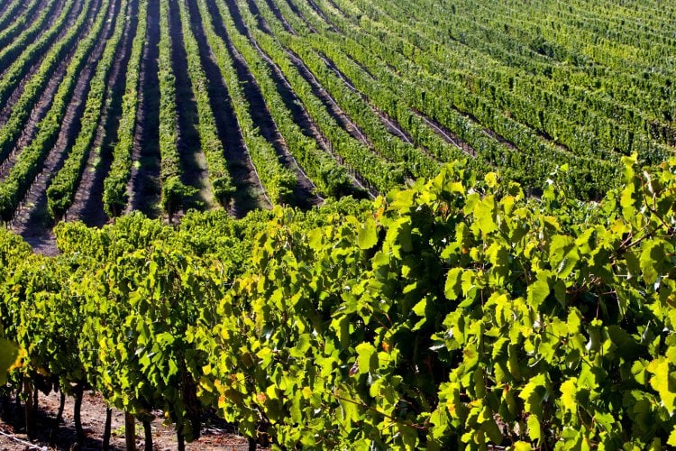 Patagonian wine field