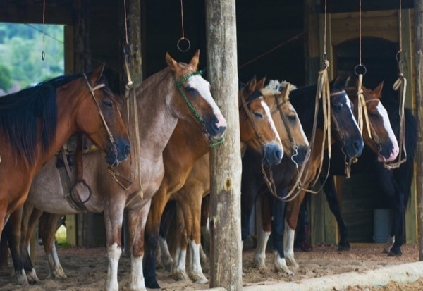 Argentine Estancia