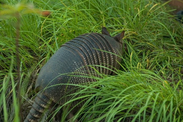 Iguazu Falls animal life