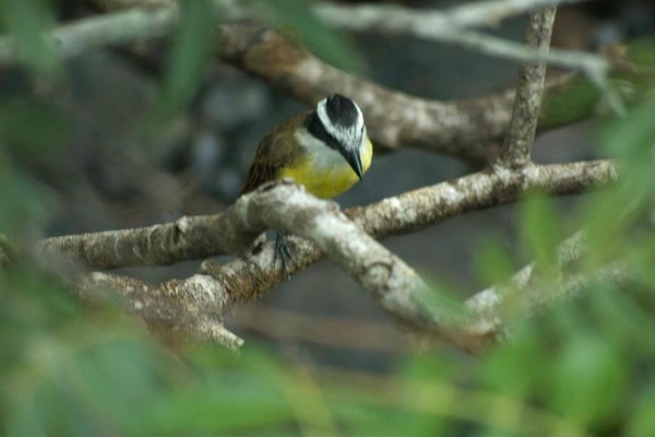 Iguazu Falls birds