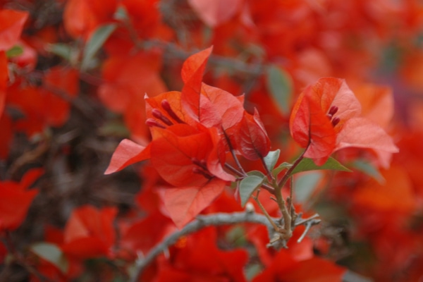 Larco museum flowers in the garden