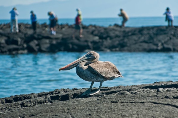 Galapagos Isles & wildlife guide
