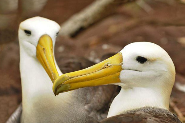 Galapagos Isles & wildlife guide