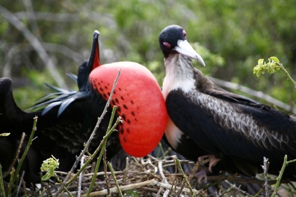 Galapagos Isles & wildlife guide