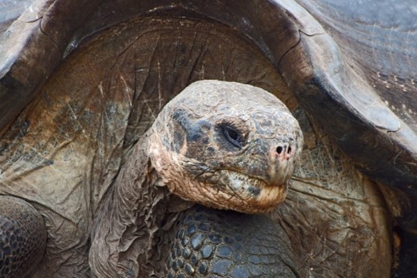 Galapagos Isles & wildlife guide