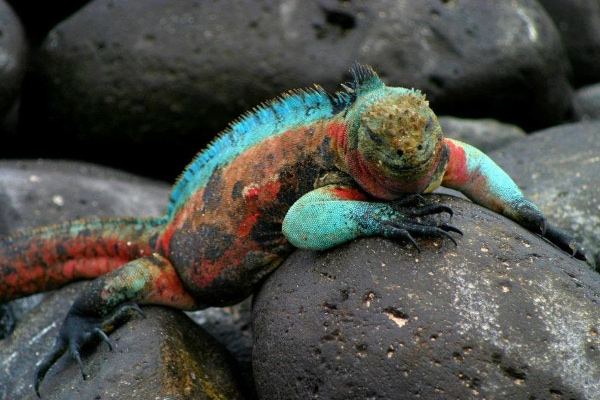 Galapagos Isles & wildlife guide