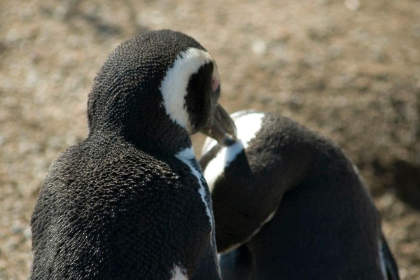 Peninsula Valdes penguins
