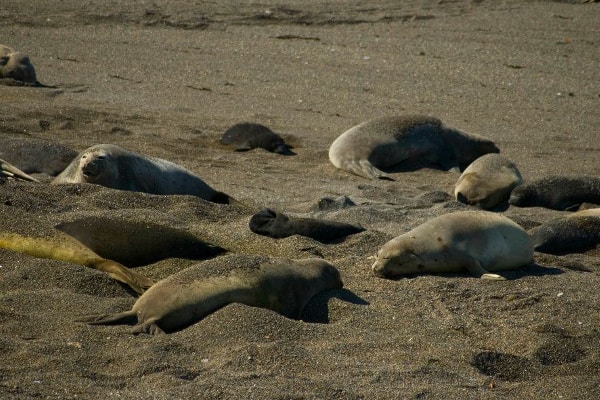 Peninsula Valdes elephants