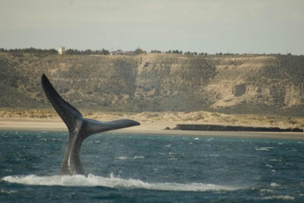 Peninsula Valdes whales