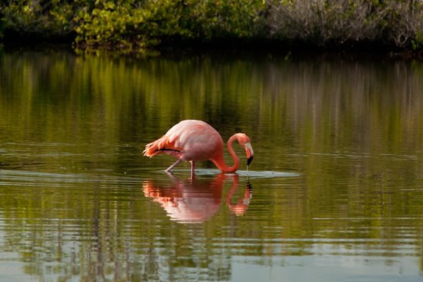 Galapagos Isles & wildlife guide