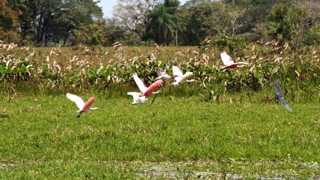 Cano Negro Birds, Costa Rica