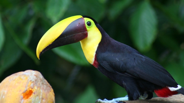 Toucan Costa Rica