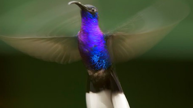 Hummingbird, Costa Rica