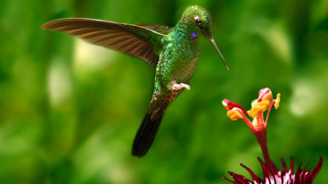 Monteverde Hummingbird
