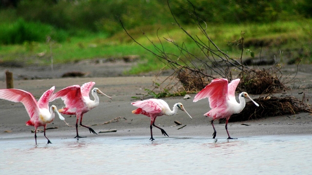 Tortuguero Roseate Spoonbill