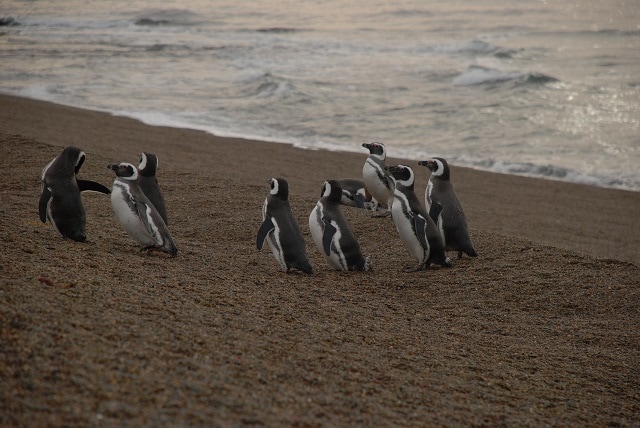 Peninsula Valdes penguin beach