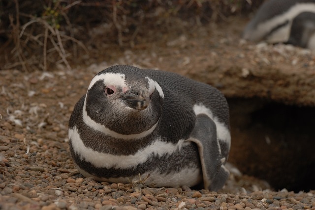 Peninsula Valdes penguin
