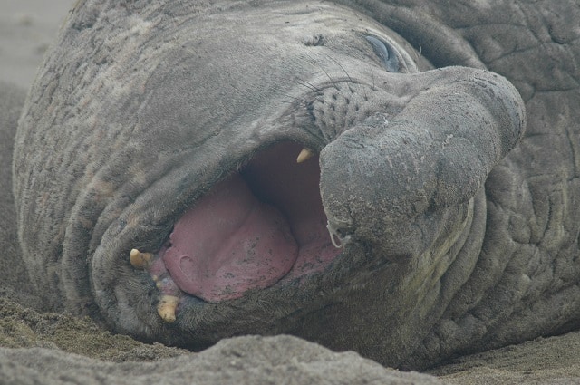 Peninsula Valdes sea elephant