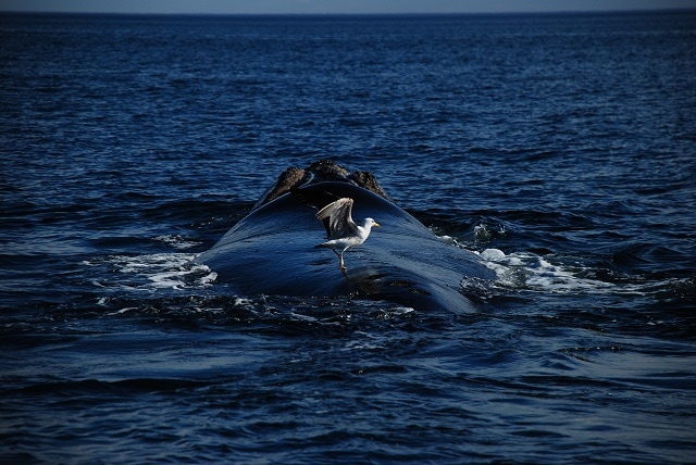 Peninsula Valdes whale and bird