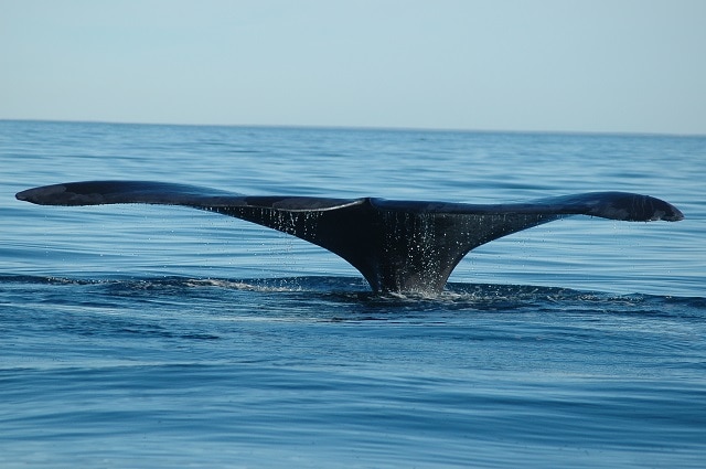 Peninsula Valdes whale tail