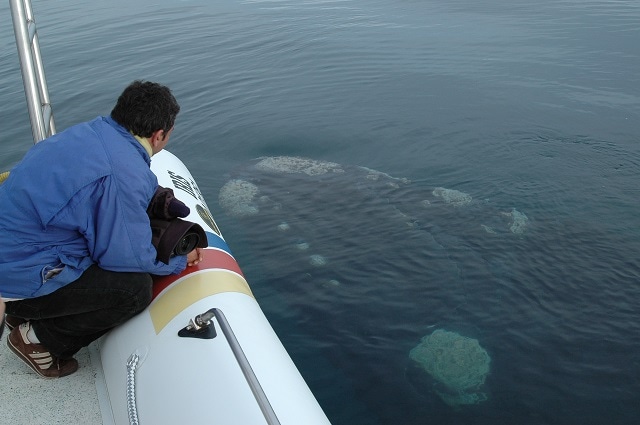 Peninsula Whale watching