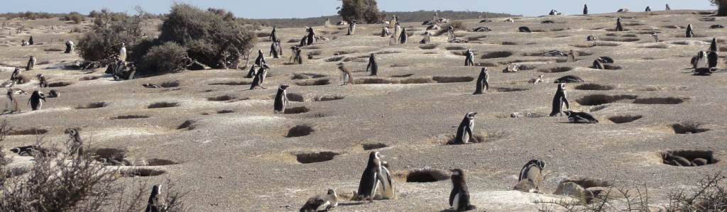 Punta Tombo peguin reserve