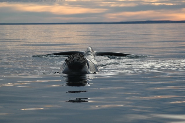 Sunset whale watching