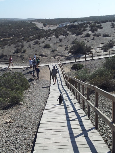 Walking to Punta Tombo reserve