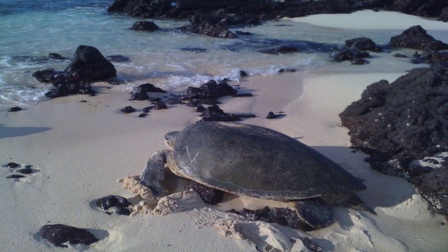 Green turtle in Tortuguero