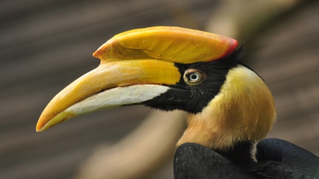 Hornbill bird