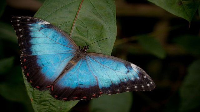 Blue-Morpho Butterfly