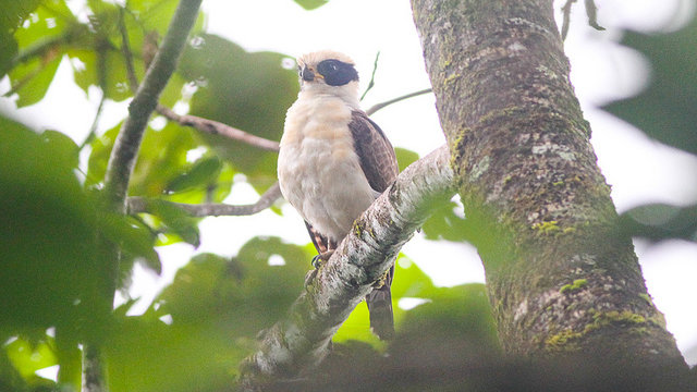 Laughing Falcon