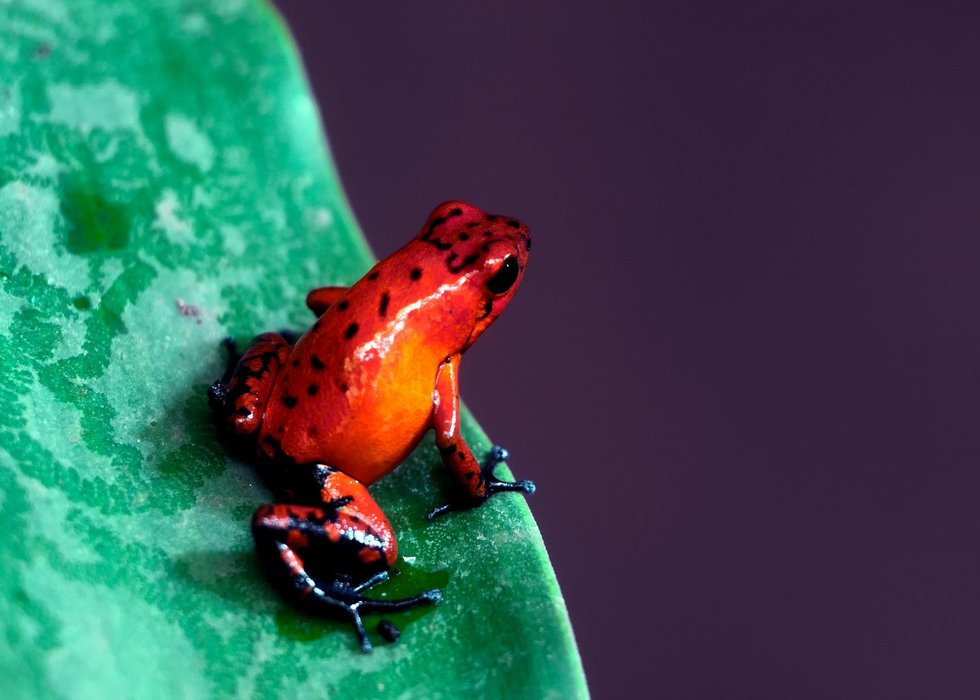 Costa Rica Frog