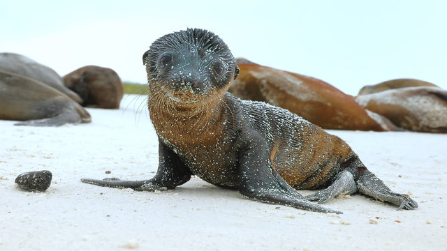 Sea Lion Pup on the Galapagos Islands