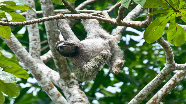 Three-Toed Sloth