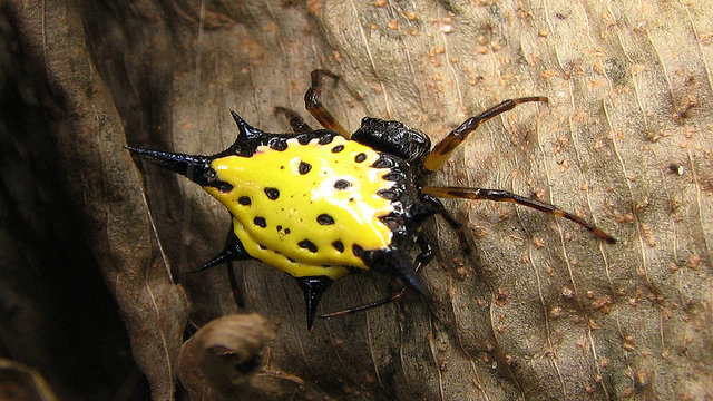 Spiny-Backed Orbweaver Spider