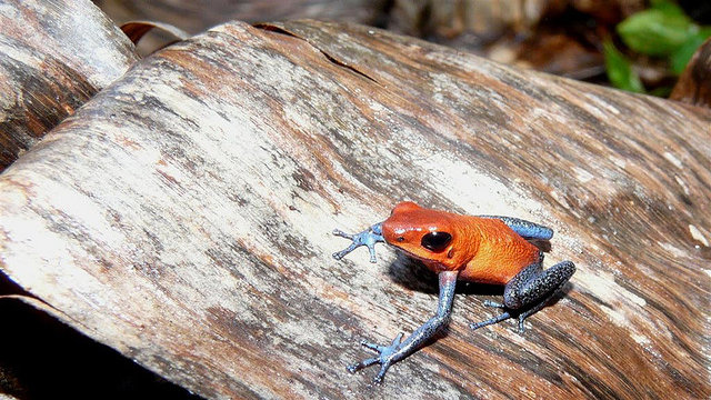 Strawberry Poison Dart Frog