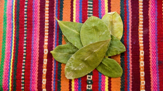 Coca Leaves