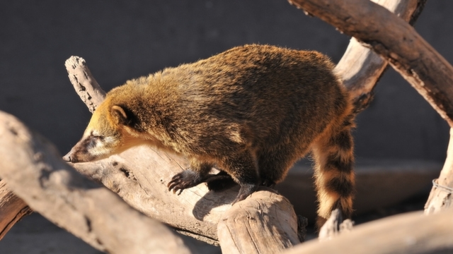 Coati at Iguazu Falls