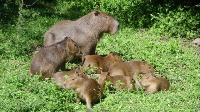 Capybaras at Esteros del Ibera