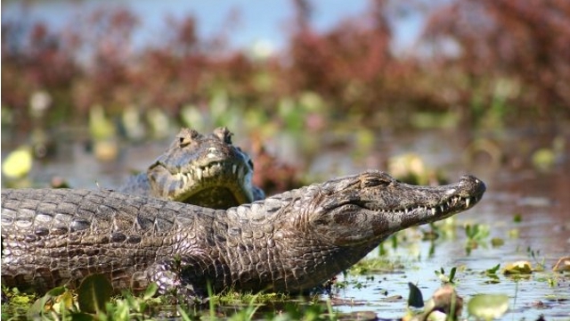 Alligators at Esteros del Ibera