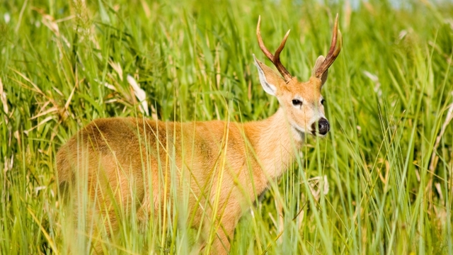 Esteros del Ibera Wildlife