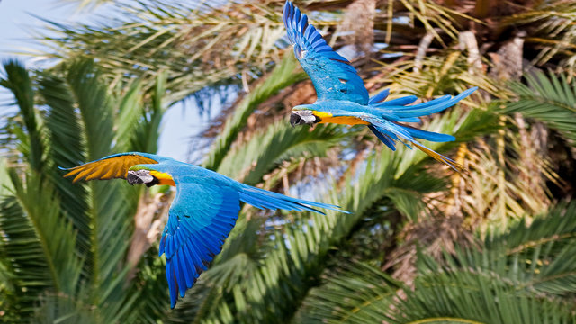 Bright bird-life in Peru's Amazon