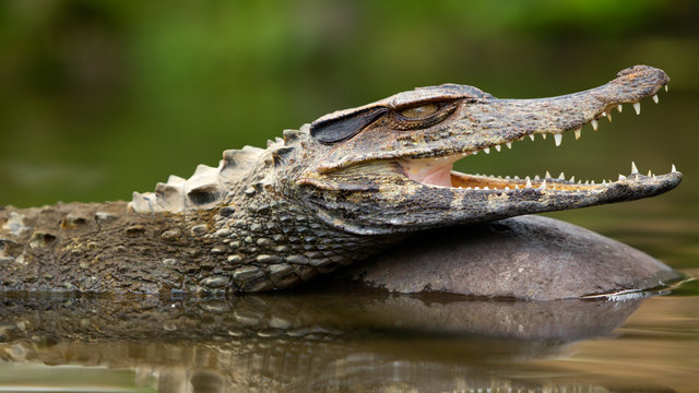 Wildlife in the Peruvian Amazon