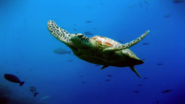 Tamar Turtle Project in Praia do Forte