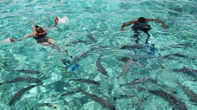 Snorkeling in Ambergris Caye