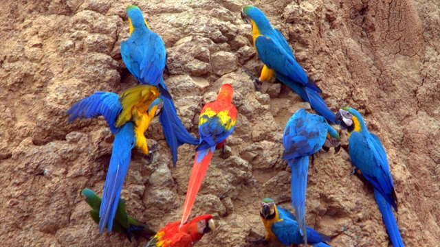 Clay-Lick in Tambopata Nature Reserve