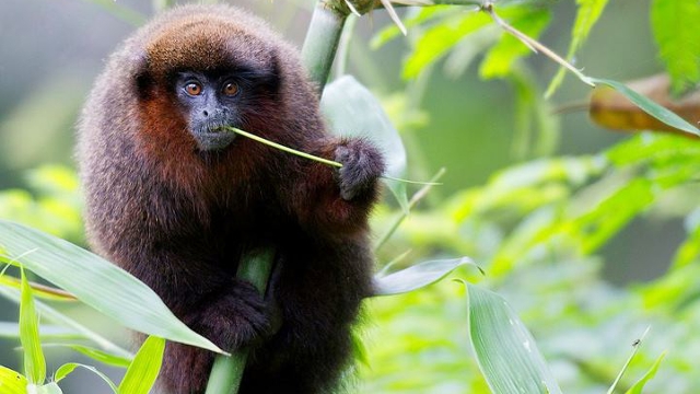 Monkey in the Peruvian Amazon