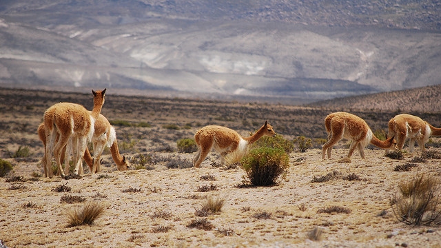 Vicuña roaming the Peruvian Andes