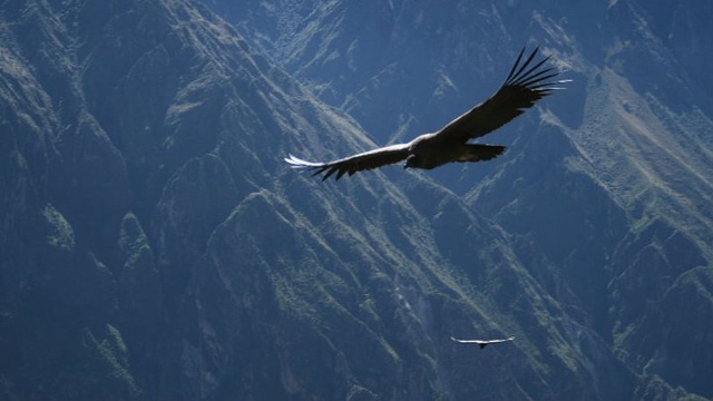 Andean Condor at the Colca Canyon